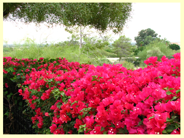 bougainvillea