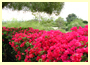 bougainvillea bougainvillea