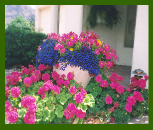 Living Desert Landscaping
